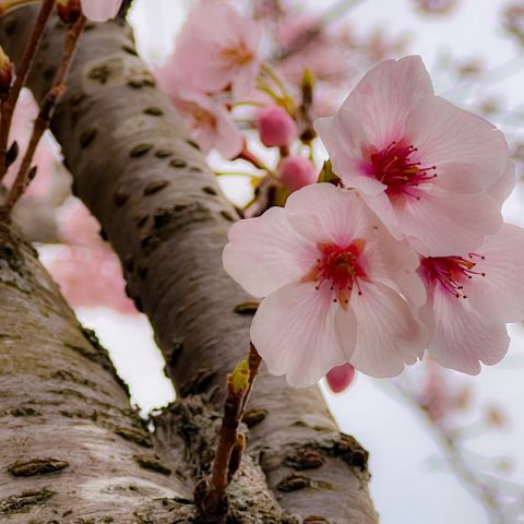 ４月、新年度です！ アイキャッチ画像