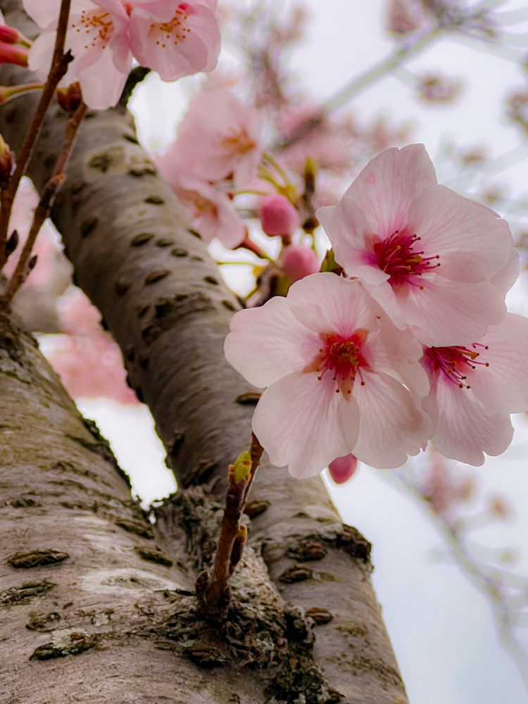 ４月、新年度です！